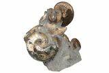Excellent Fossil Ammonite Cluster - South Dakota #131227-3